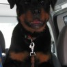 Brutus